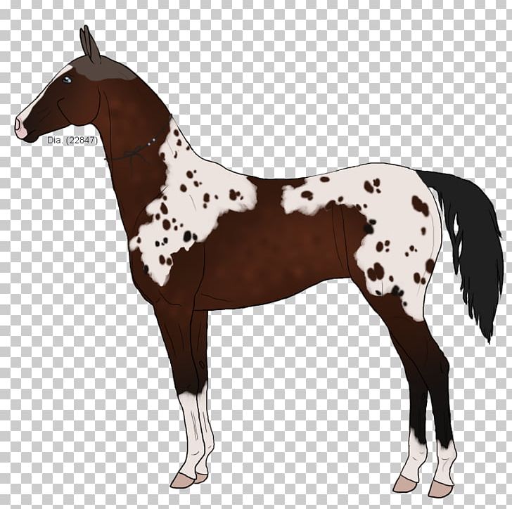 Mustang Foal Stallion Halter Mare PNG, Clipart, Bridle, Colt, Daphnis, Foal, Halter Free PNG Download