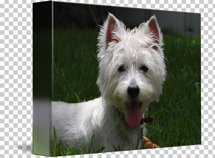Norwich Terrier West Highland White Terrier Cairn Terrier Rare Breed (dog) Companion Dog PNG, Clipart, Breed, Cairn, Cairn Terrier, Carnivoran, Companion Dog Free PNG Download