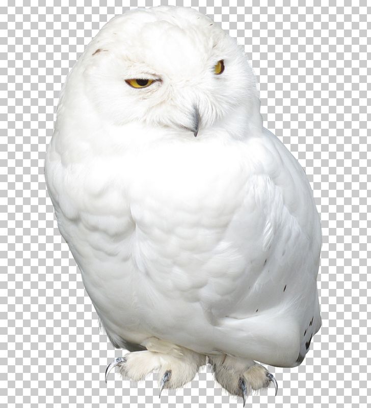 Owl Bird PhotoScape PNG, Clipart, Animal, Animal Hat, Art White, Barn Owl, Beak Free PNG Download