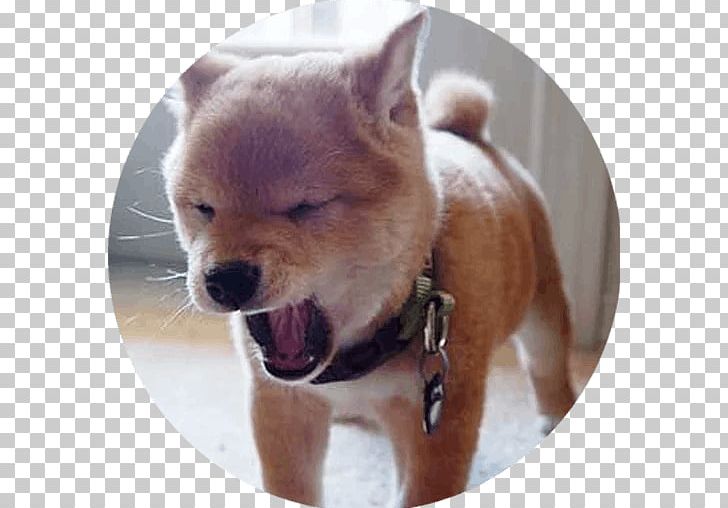 Shiba Inu Puppy Cam Shiba Inu Puppy Cam Chihuahua Akita PNG, Clipart, Akita, Akita Inu, Animals, Animal Shelter, Breed Free PNG Download