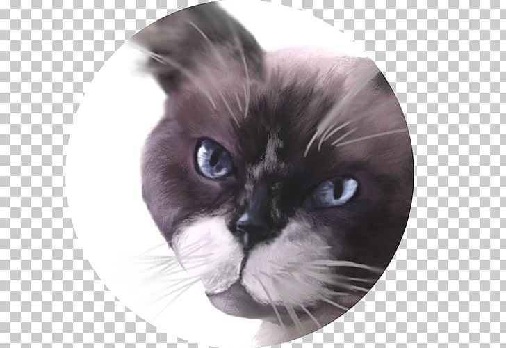 Whiskers Ragdoll Birman Kitten Domestic Short-haired Cat PNG, Clipart, Animals, Birman, Black Cat, Carnivoran, Cat Free PNG Download