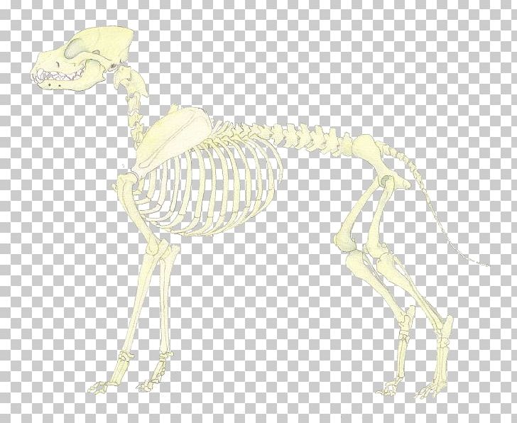 Carnivora Joint Skeleton Tail Animal PNG, Clipart, Animal, Animal Figure, Carnivora, Carnivoran, Fantasy Free PNG Download