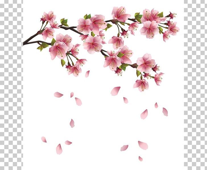 Cherry Blossom Flower PNG, Clipart, Azalea, Blossom, Branch, Cherry, Cherry Blossom Free PNG Download