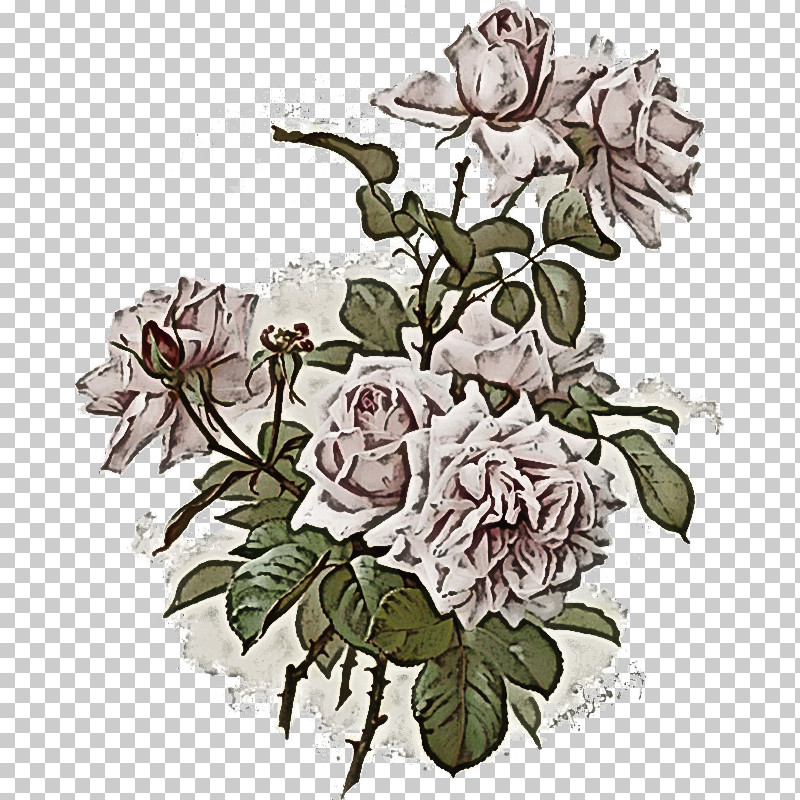 Garden Roses PNG, Clipart, Cabbage Rose, Cut Flowers, Decal, Floral Design, Garden Free PNG Download