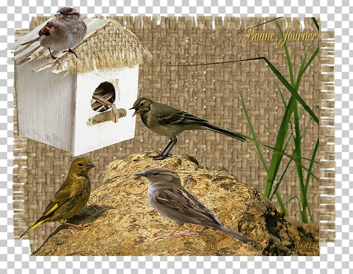 Finches Bird Food American Sparrows Beak PNG, Clipart, American Sparrows, Beak, Bird, Bird Food, Bird Supply Free PNG Download