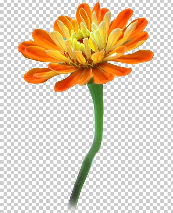 Orange Others Computer Program PNG, Clipart, Computer Program, Cut Flowers, Daisy Family, Download, Flower Free PNG Download