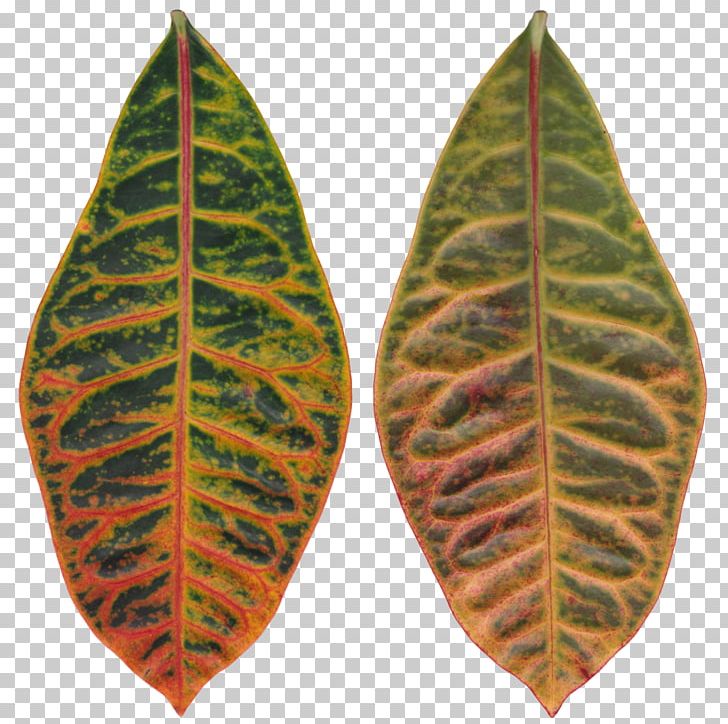 Leaf Spot Rushfoil Autumn Leaf Color PNG, Clipart, Animation, Autumn Leaf Color, Bladnerv, Color, Garden Croton Free PNG Download