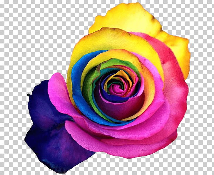 Rainbow Rose Garden Roses Cabbage Rose Petal Cut Flowers PNG, Clipart, Closeup, Closeup, Cut Flowers, Flower, Flowering Plant Free PNG Download