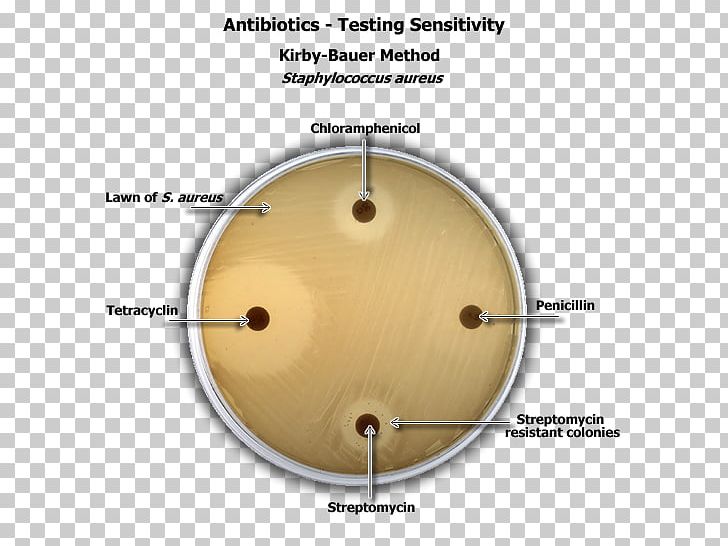 Staphylococcus Epidermidis Staphylococcus Aureus Disk Diffusion Test Kirby-Bauer Antibiotic Testing Antibiotics PNG, Clipart, Agar, Angle, Antibiotics, Bacteria, Circle Free PNG Download
