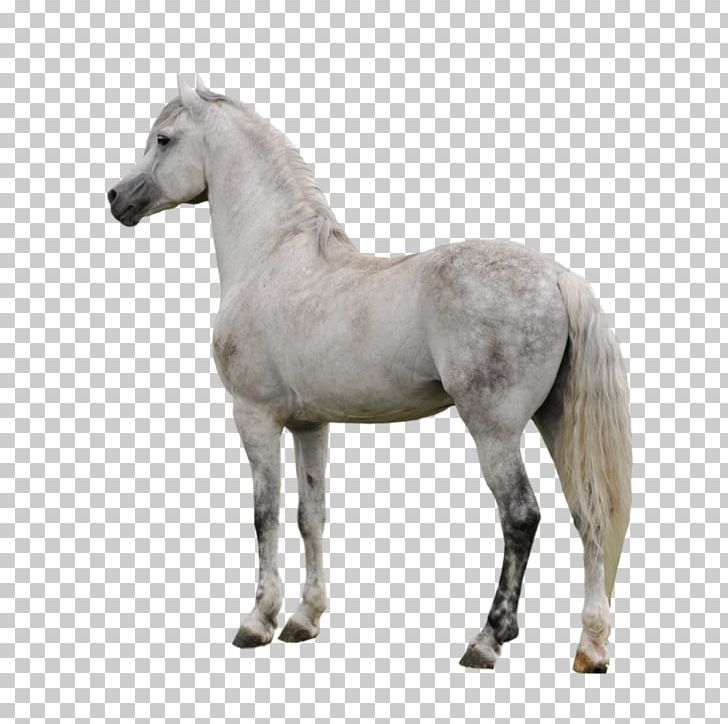 Appaloosa American Paint Horse Arabian Horse PNG, Clipart, American Paint Horse, Appaloosa, Arabian, Canter And Gallop, Colt Free PNG Download