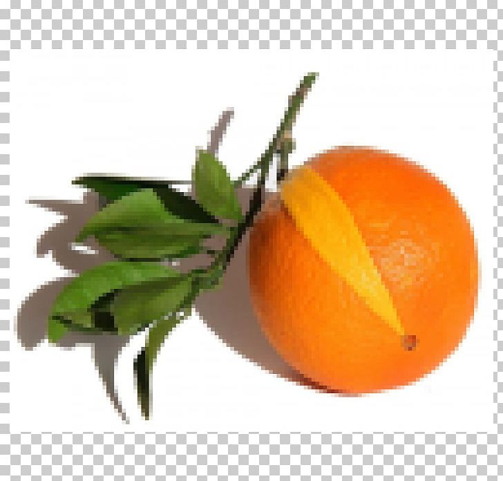 Clementine Bitter Orange Tangerine Mandarin Orange PNG, Clipart, Bitterness, Bitter Orange, Bitters, Chenpi, Chicory Free PNG Download