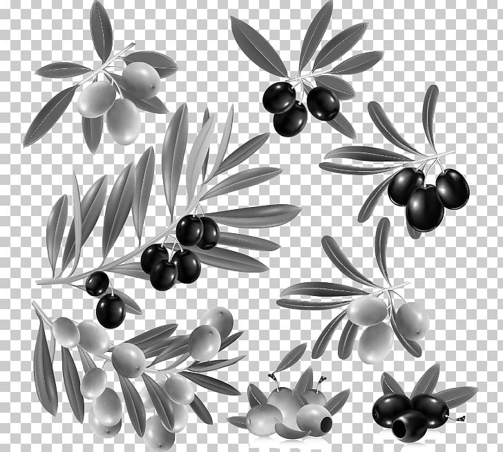 Olive Leaf Fruit PNG, Clipart, Black And White, Blueberry Vector, Branch, Encapsulated Postscript, Food Free PNG Download