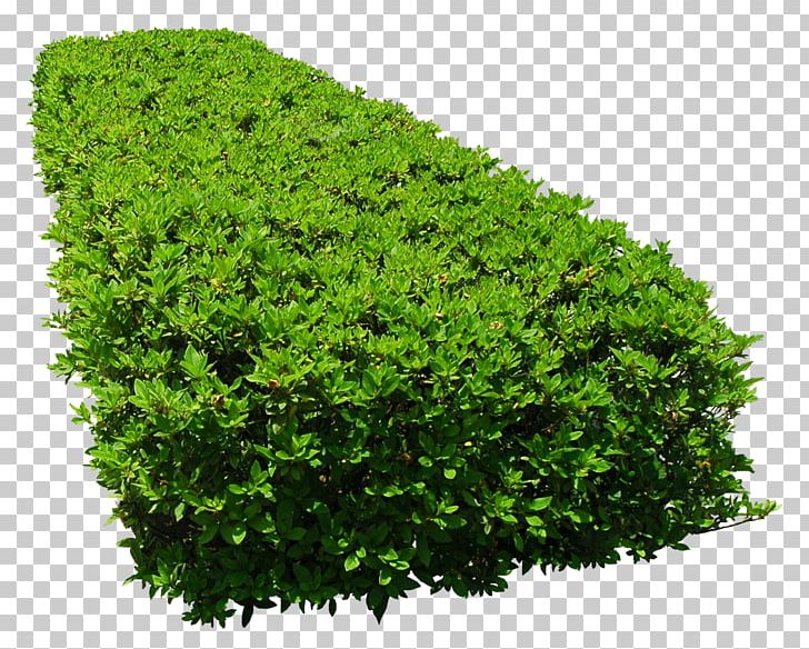 Shrub Tree Flower Garden Vegetation PNG, Clipart, Evergreen, Flower, Flower Garden, Garden, Grass Free PNG Download