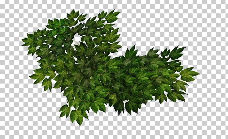 Adobe Systems Shrub Parsley PNG, Clipart, Adobe Systems, Branch, Enchanted Forest, Grass, Herb Free PNG Download
