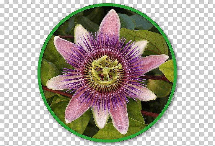 Channel Catfish State Commercial Fish Plants Bluecrown Passionflower Purple Passionflower PNG, Clipart, Channel Catfish, Flower, Flowering Plant, Garden, Giant Granadilla Free PNG Download