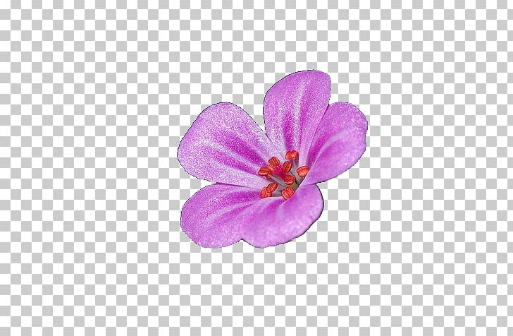 Crocus Geraniales Petal PNG, Clipart, Crocus, Flower, Flowering Plant, Geraniales, Magenta Free PNG Download