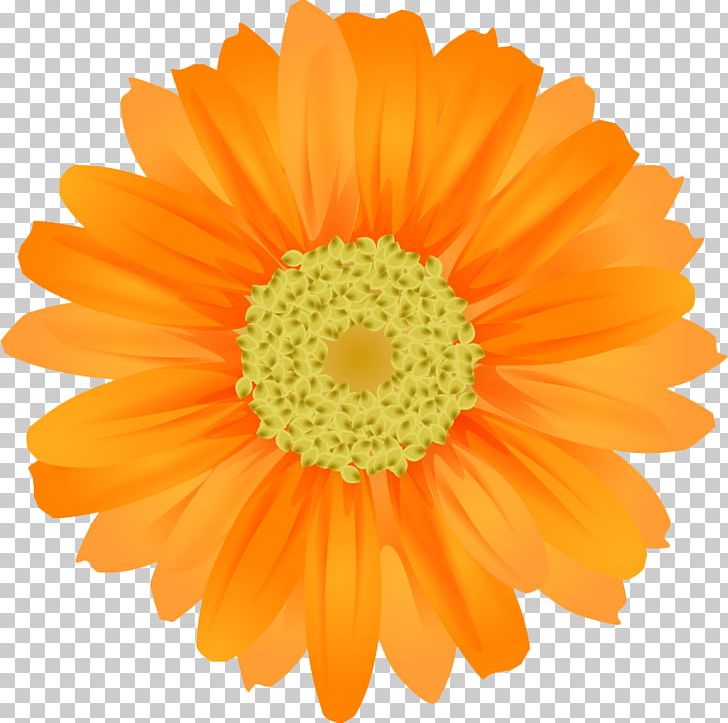 Flower PNG, Clipart, Art, Calendula, Camomile, Common Daisy, Daisy Family Free PNG Download
