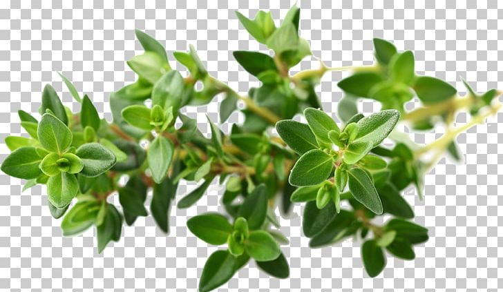 Garden Thyme Essential Oil Herb PNG, Clipart, Aroma Compound, Chemical Substance, Essential Oil, Extraction, Flowerpot Free PNG Download