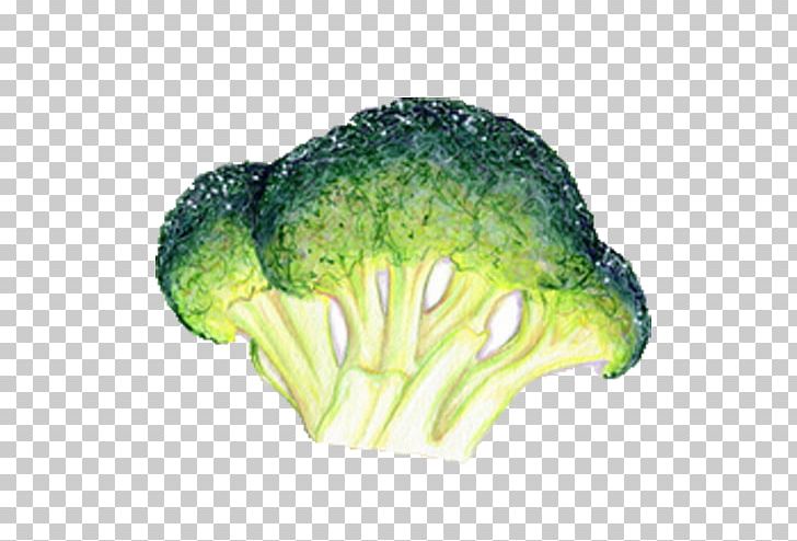 Broccoli Leaf Vegetable Food Illustration PNG, Clipart, Art, Autumn, Broccoli, Broccoli Vector, Cabbage Free PNG Download