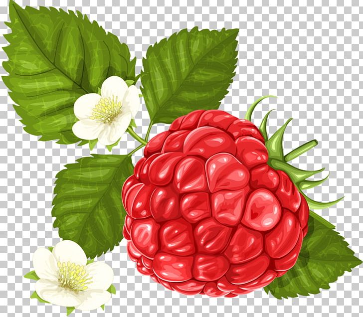 Frutti Di Bosco Raspberry PNG, Clipart, Berry, Blackberry, Black White, Boys, Food Free PNG Download
