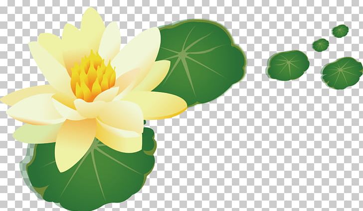 Nelumbo Nucifera Yellow Leaf PNG, Clipart, Computer Wallpaper, Download, Euclidean Vector, Flora, Flower Free PNG Download