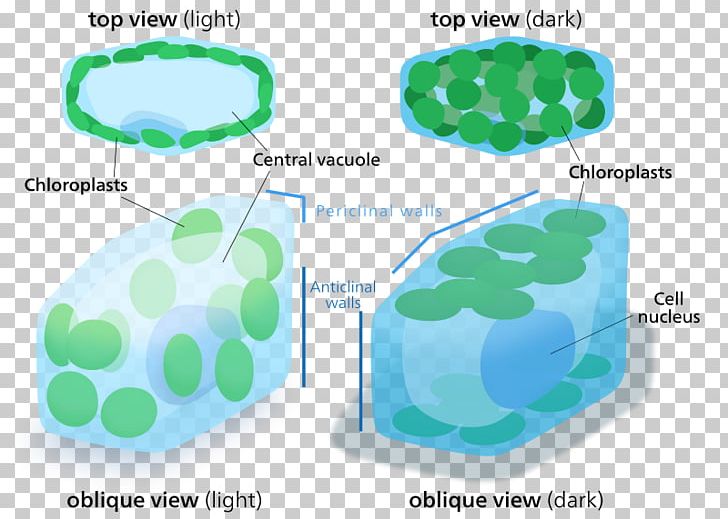 Chloroplast Plant Cell Organelle PNG, Clipart, Algae, Cell, Cell Membrane, Chloroplast, Cytoplasm Free PNG Download