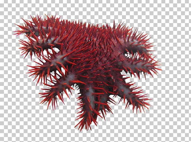 Crown-of-thorns Starfish Invertebrate Crown Of Thorns Thorns PNG, Clipart, Acanthaster, Animals, Coral, Corallivore, Coral Reef Free PNG Download