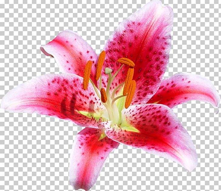 Cut Flowers Lily Coral Portable Network Graphics Floral Design PNG, Clipart,  Free PNG Download