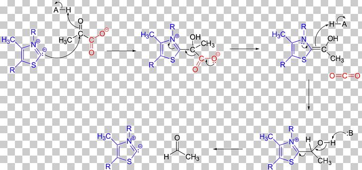 Decarboxylation Pyruvate Decarboxylase Pyruvic Acid Pyruvate Carboxylase Pyruvate Dehydrogenase PNG, Clipart, Angle, Area, Blue, Carboxylase, Chemical Reaction Free PNG Download
