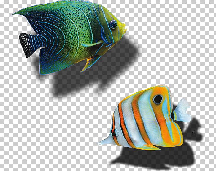 Fishfinder Fishing Sonar Echo Sounding PNG, Clipart, Angling, Animals, Aquarium Fish, Carp Fishing, Echo Free PNG Download