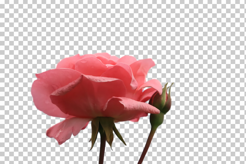 Garden Roses PNG, Clipart, Blossom, Bud, China Rose, Cut Flowers, Floribunda Free PNG Download