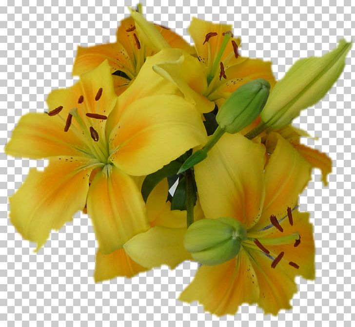 Friday Petal Flowering Plant Week PNG, Clipart,  Free PNG Download