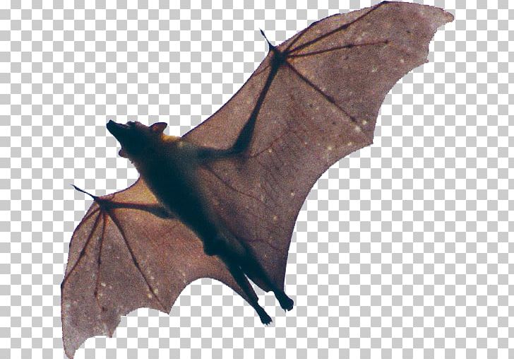 Kasanka National Park Vampire Bat Spectacled Flying Fox Megabat PNG, Clipart, Animal, Animal Echolocation, Animals, Bat, Common Vampire Bat Free PNG Download