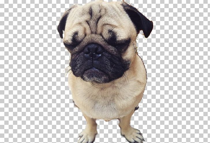 Pug Dog Breed Companion Dog Puppy Toy Dog PNG, Clipart, Animals, Blog, Breed, Carnivoran, Companion Dog Free PNG Download