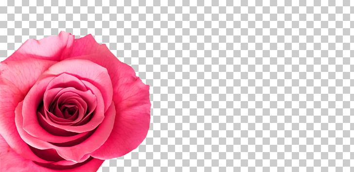 Garden Roses Cabbage Rose Meaning Floristry Cut Flowers PNG, Clipart, Beauty, Closeup, Computer Wallpaper, Cut Flowers, Denotation Free PNG Download