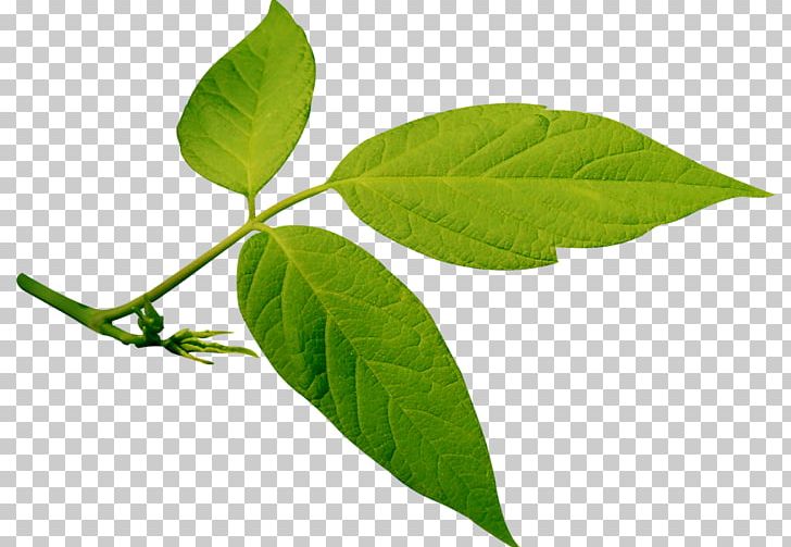 Leaf Green PNG, Clipart, Branch, Chemical Element, Green, Herbalism, Leaf Free PNG Download