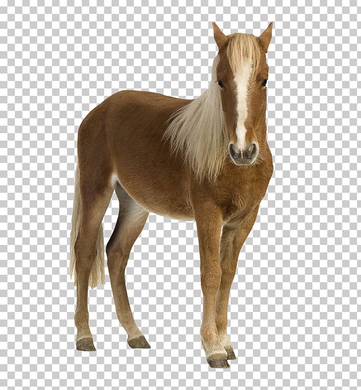 Shetland Pony Foal Mustang Stock Photography PNG, Clipart, Colt, Depositphotos, Foal, Halter, Horse Free PNG Download
