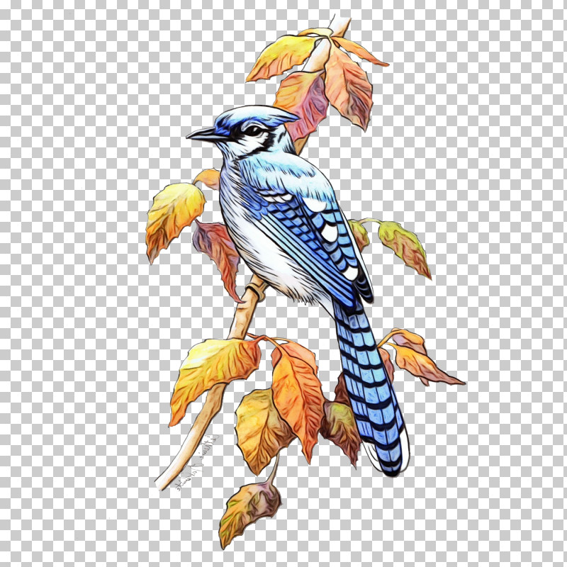 Feather PNG, Clipart, Beak, Biology, Birds, Blue Jay, Creativity Free PNG Download