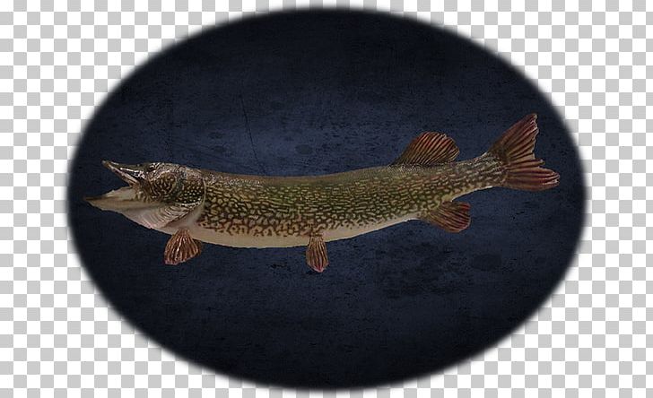 Fish PNG, Clipart, Fauna, Fish, Northern Pike, Reptile Free PNG Download