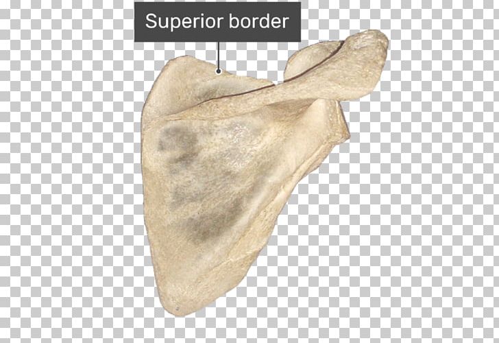 Spine Of Scapula Supraspinatous Fossa Infraspinatous Fossa Infraglenoid Tubercle PNG, Clipart, Acromion, Anatomy, Beige, Bone, Clavicle Free PNG Download