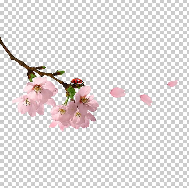 Spring Branch PNG, Clipart, Blossom, Branch, Cherry Blossom, Desolate, Digital Image Free PNG Download