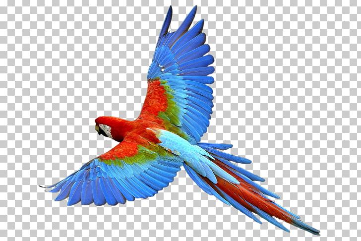 Bird Parrots Of New Guinea PNG, Clipart, Beak, Bird, Common Pet Parakeet, Dolphins, Download Free PNG Download