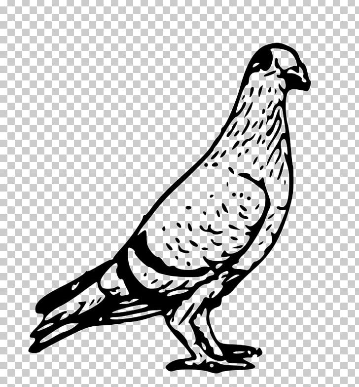 Domestic Pigeon Columbidae Bird PNG, Clipart, Animals, Art, Artwork, Beak, Bird Free PNG Download