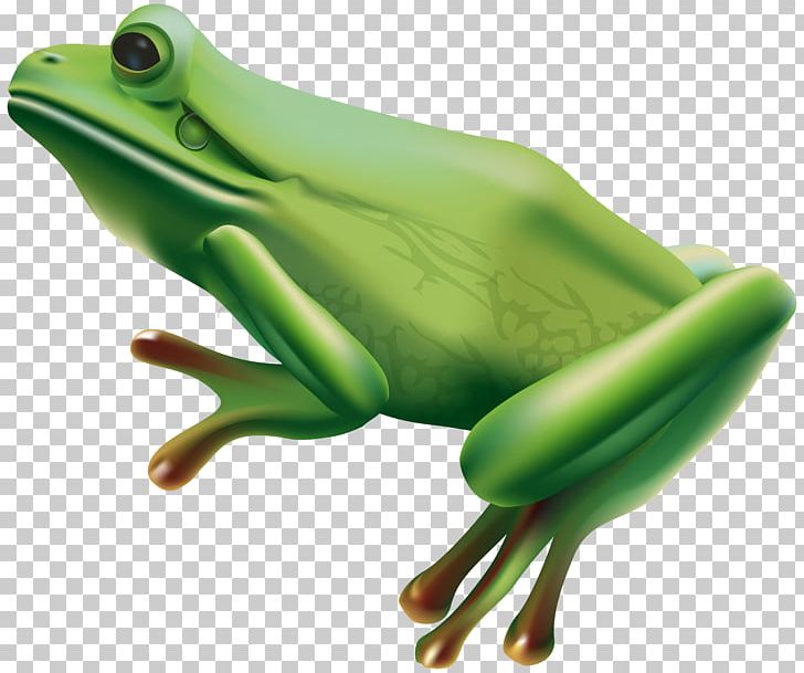 Tree Frog PNG, Clipart, Amphibian, Animals, Channel, Frog, Lepidobatrachus Laevis Free PNG Download