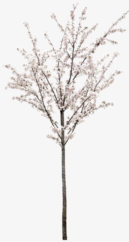 Cherry Tree PNG, Clipart, Blossom, Branch, Cherry, Cherry Blossom, Cherry Tree Free PNG Download