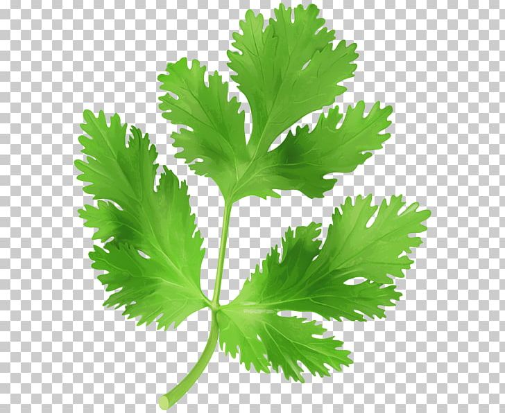 Parsley Coriander Vegetable PNG, Clipart, Chervil, Clip Art, Computer Icons, Coriander, Food Free PNG Download