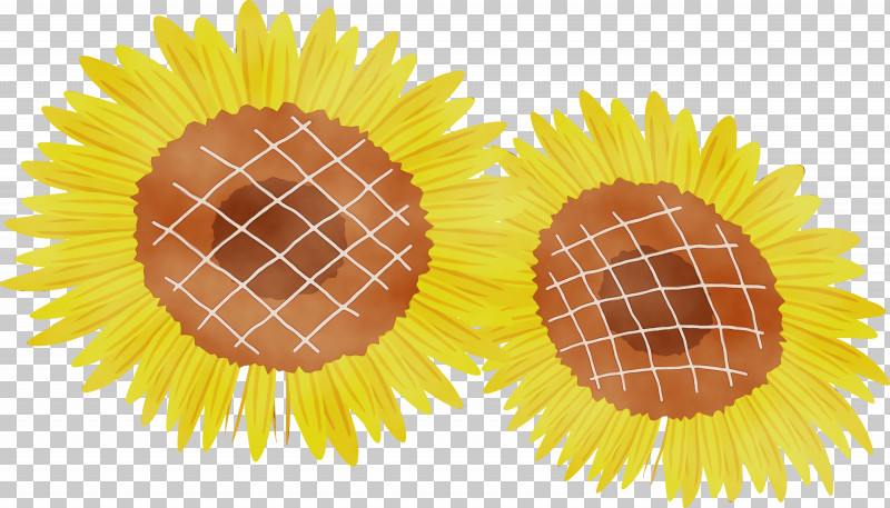 Sunflower Seed Yellow Common Sunflower PNG, Clipart, Common Sunflower, Paint, Sunflower Seed, Watercolor, Wet Ink Free PNG Download