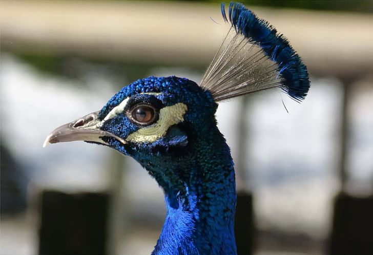 Bird Asiatic Peafowl Feather Beak PNG, Clipart, Animal, Animals, Asiatic Peafowl, Beak, Bird Free PNG Download