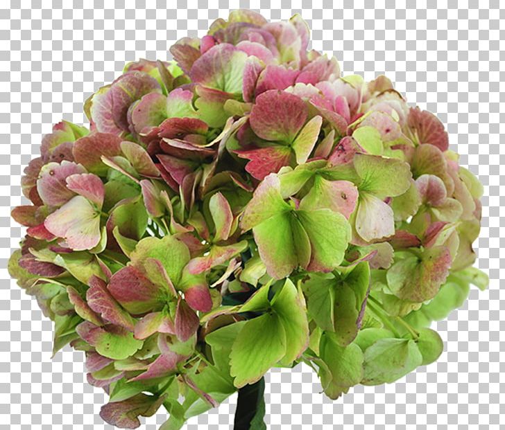 Hydrangea Cut Flowers Garden Roses PNG, Clipart, Annual Plant, Cornales, Cut Flowers, David Ch Austin, Floral Design Free PNG Download