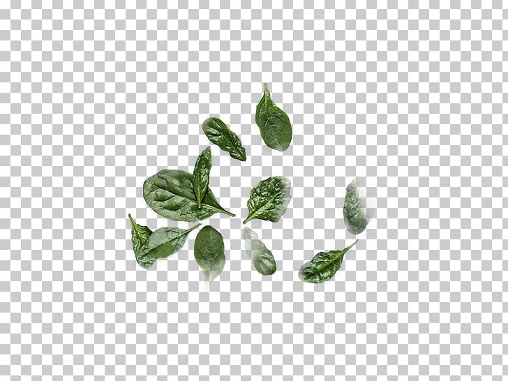 Leaf Herb Plant Stem PNG, Clipart, Herb, Herbal, Leaf, Plant, Plant Stem Free PNG Download